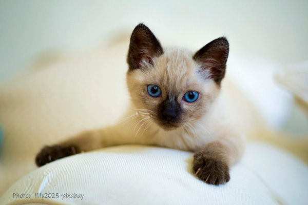 siamese kitten