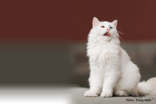 Turkish Van Cat Zhang Kaiyv