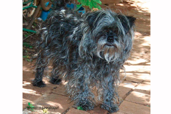 Affenpinscher Adult