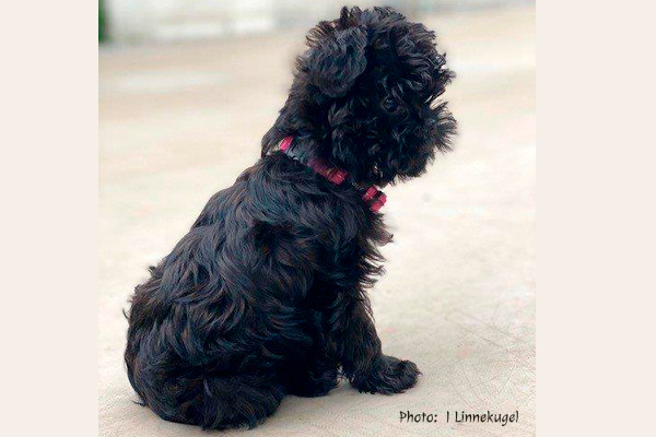 Affenpinscher Puppy