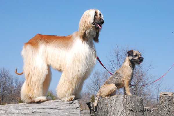 Afghan Hound