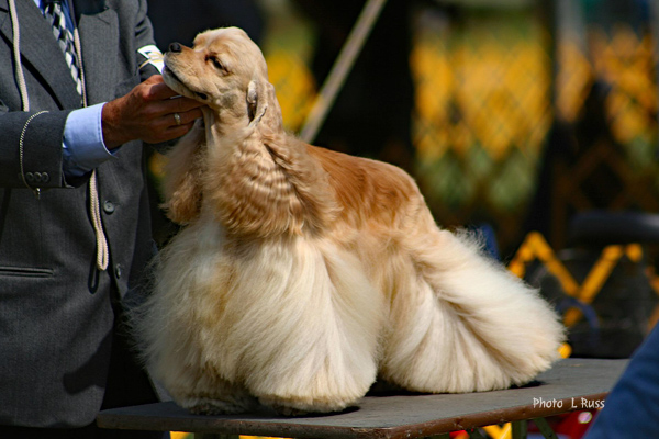 American Cocker Spaniel L Russ