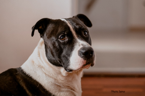 an Staffordshire Terrier