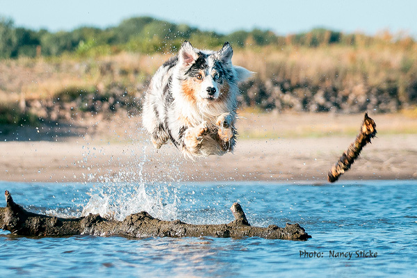 Aussie adult in water