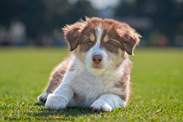 Dachshund puppies artwork