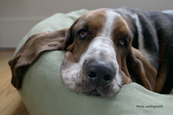 Basset Hound