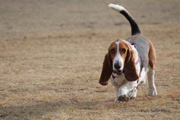 Basset Hound