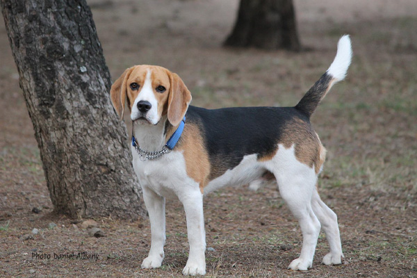 Beagle 
