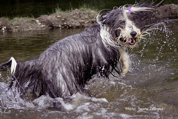 Affenpinscher Puppy