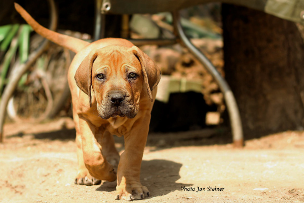 Boerboel puppy Jan Steiner