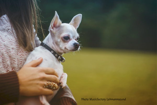 Chihuahua Musicfactory Lehmannsound