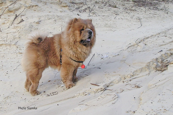 Fawn Chow Chow Siamka