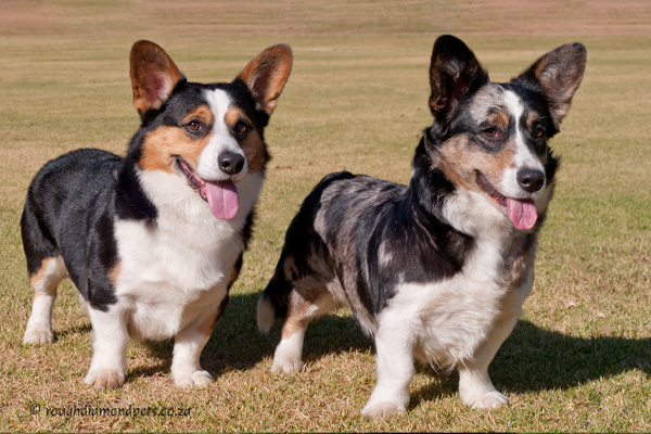 corgis