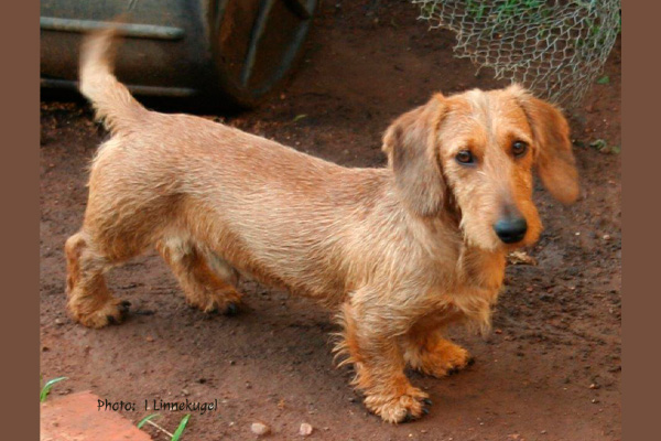 Wire-hair dachshund adult