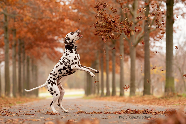 Dalmatian Rebecca Scholz