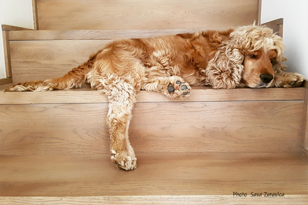 American Cocker Spaniel Megan Zopf