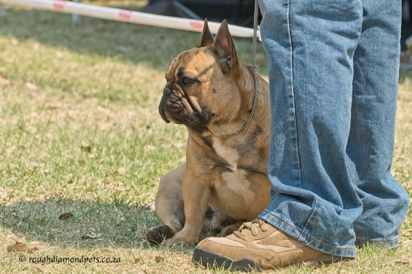 Affenpinscher Puppy