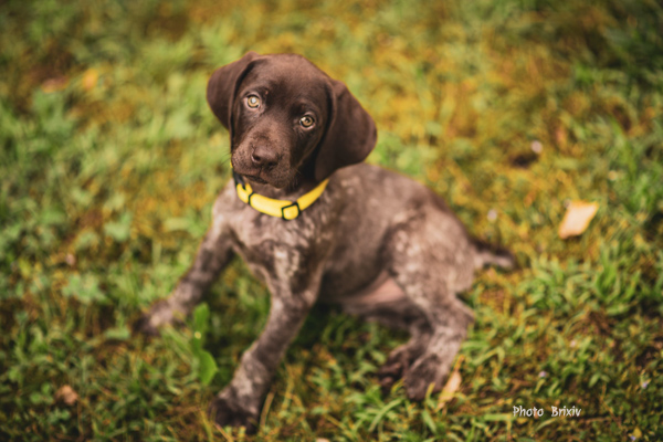 German Shorthair Pointer puppy Brixiv
