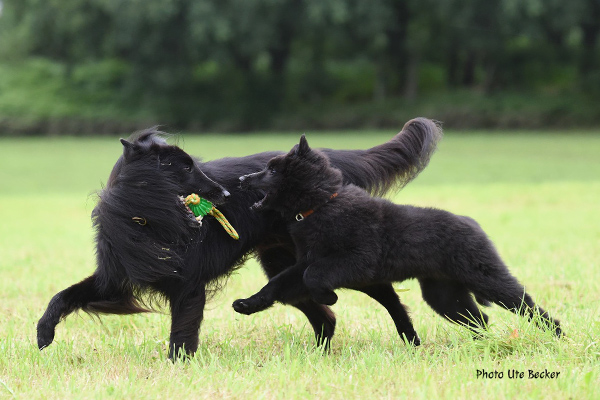 Groenendael Ute Becker