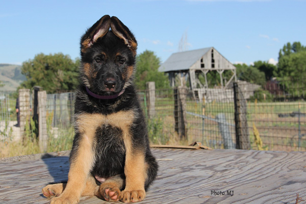 GSD puppy MJ