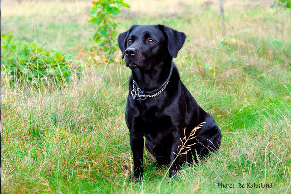Labrador Adult Bo Kalvslund