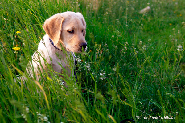 Labrador Puppy Anna Dalhaus