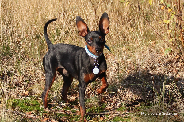 Miniature Pinscher Dorena Beckendorf