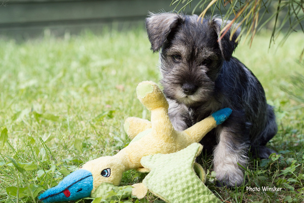 Miniature Pinscher Dorena Beckendorf
