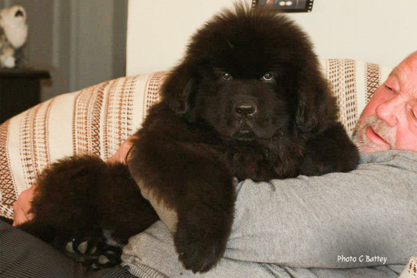 Newfoundland puppy Battey