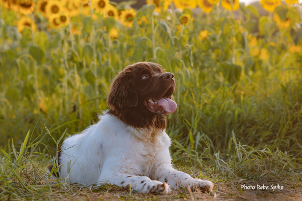 Landseer Newfoundland Reba Spike