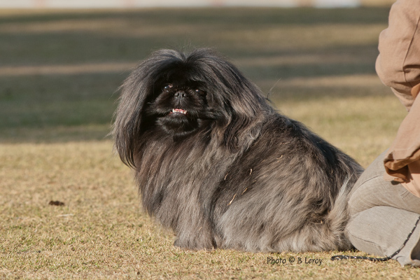 Pekingese- B Leroy