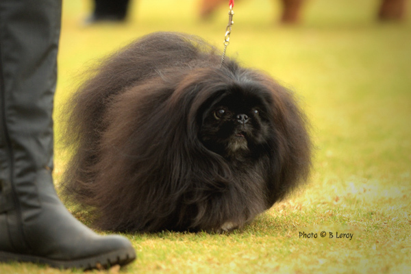 Pekingese Leroy