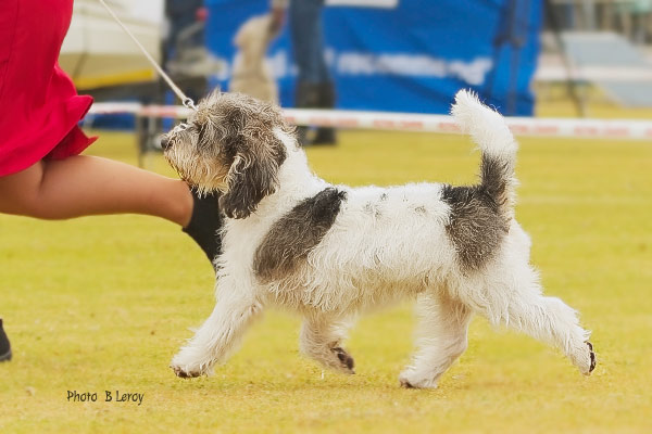 Petit Basset Griffon Vendeen