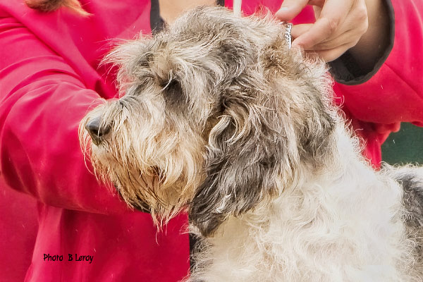 Petit Basset Griffon Vendeen