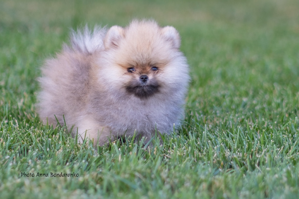 Pomeranian puppy Anna Bondarenko