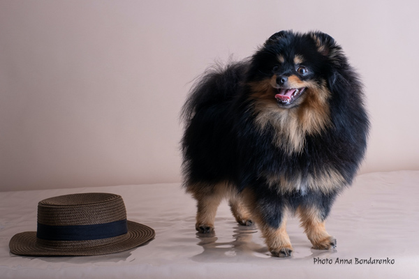 Pomeranian Anna Bondarenko