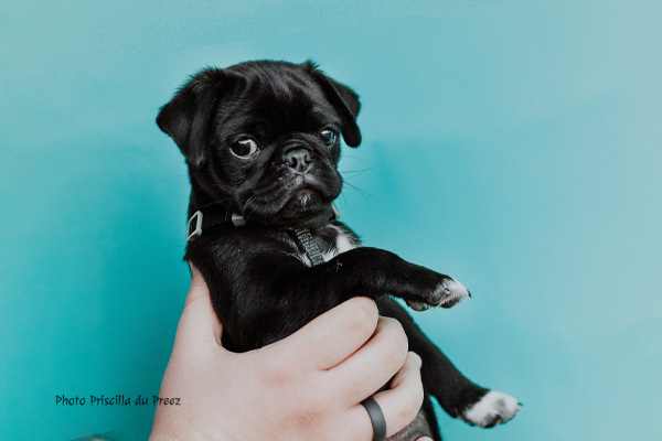 Pug Priscilla du Preez