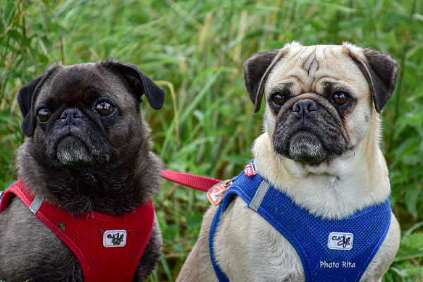 Pugs Rita