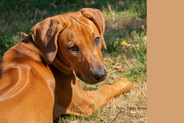 Ridgeback puppy Justus Menke