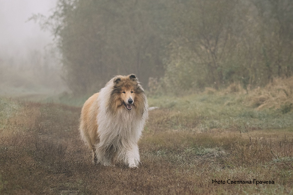 Rough Collie