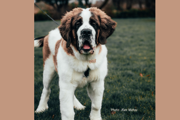 Saint Bernard Puppy Alex Motoc