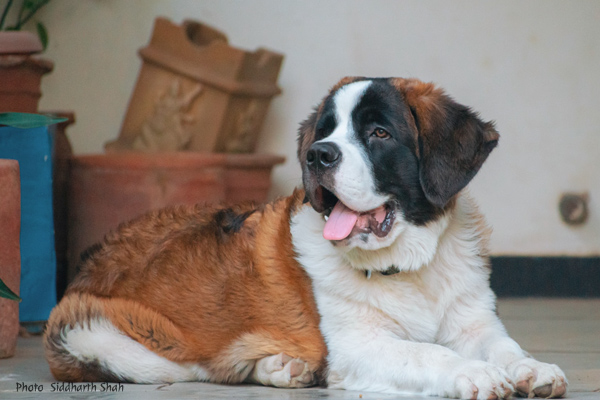 Ridgeback Bouma Petrovice