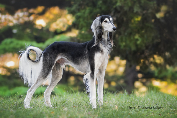 Saluki Elisabetta Bellomi