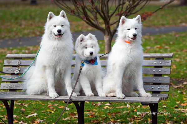 Samoyed Christian Testa