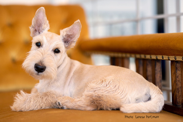 Scottie Laresa Perlman