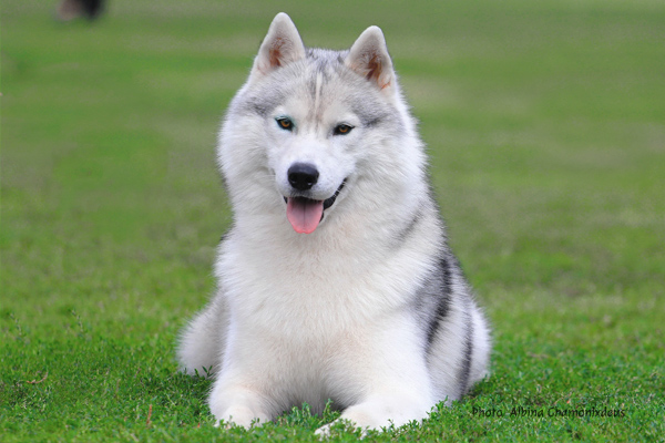 Siberian Husky Albina Chamonixdeus