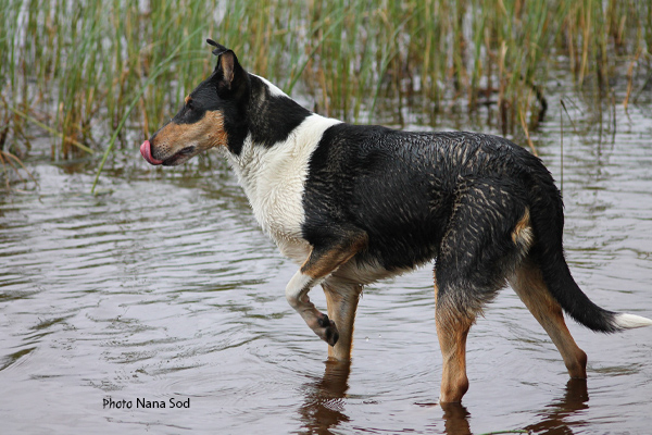 Smooth Collie Nana Sod