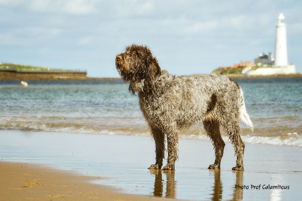 Italian Spinone  Prof Calamitous