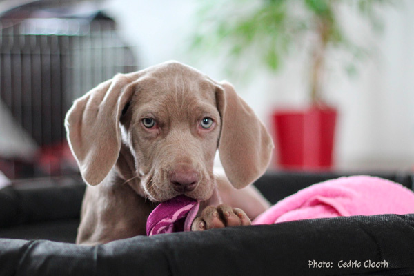 Weimeraner Puppy Cedric Clooth