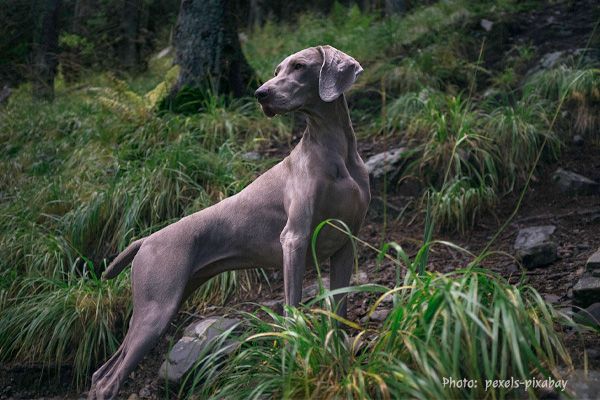 Weimeraner Adult